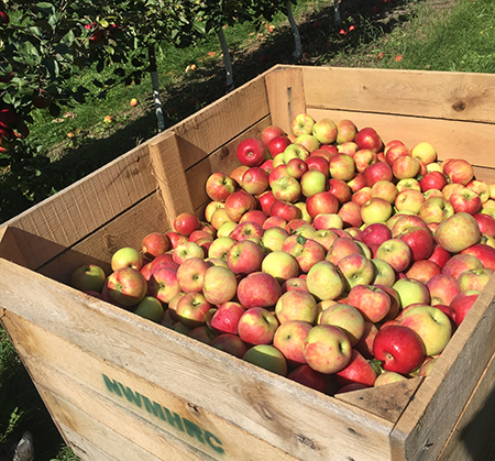 Honeycrisp apples